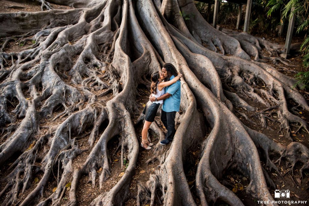 balboa park elopement couple tree roots